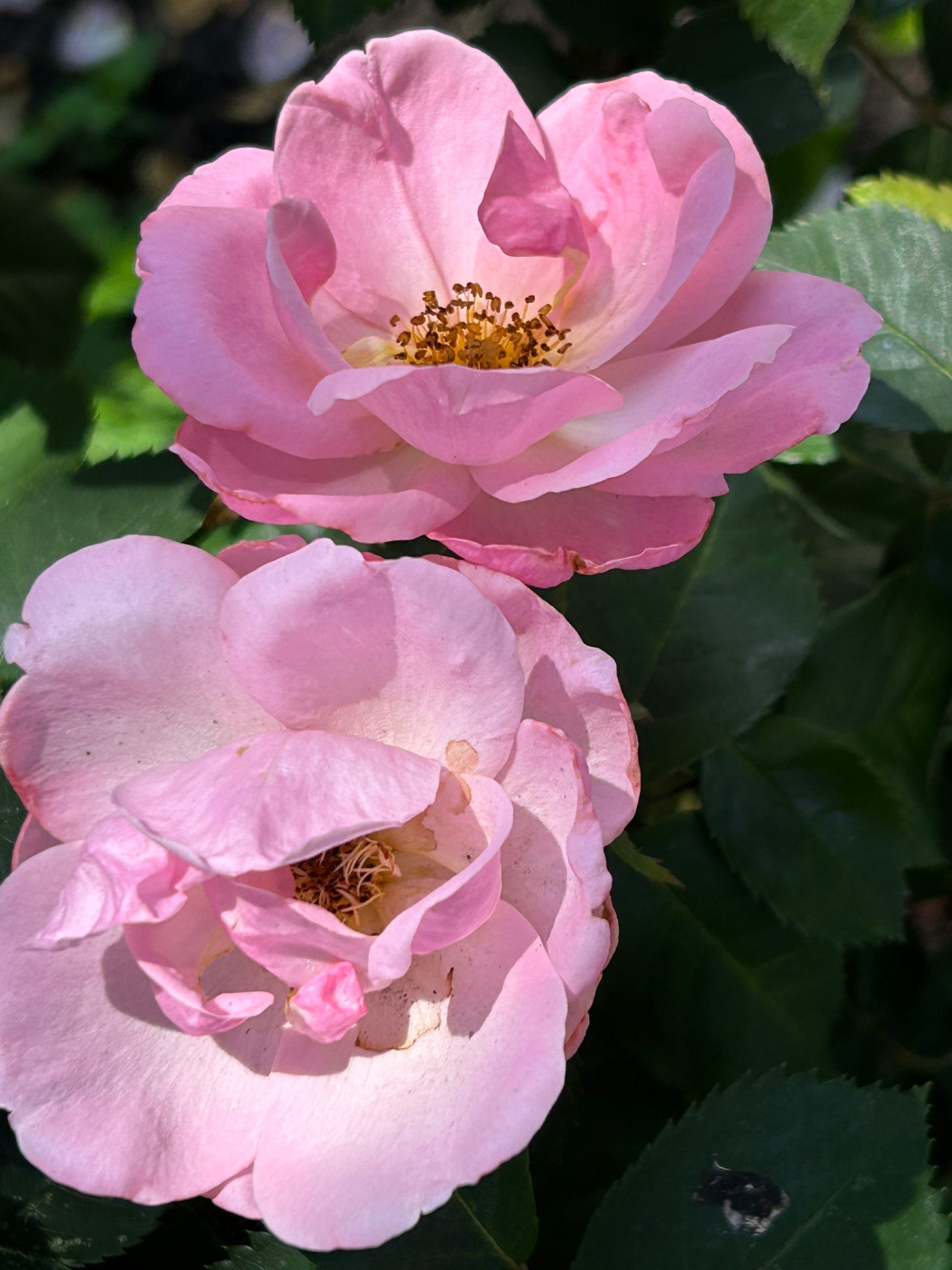 two pink roses opening in sunlight