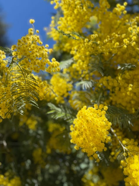 primavera luz belleza efímera Sakura 