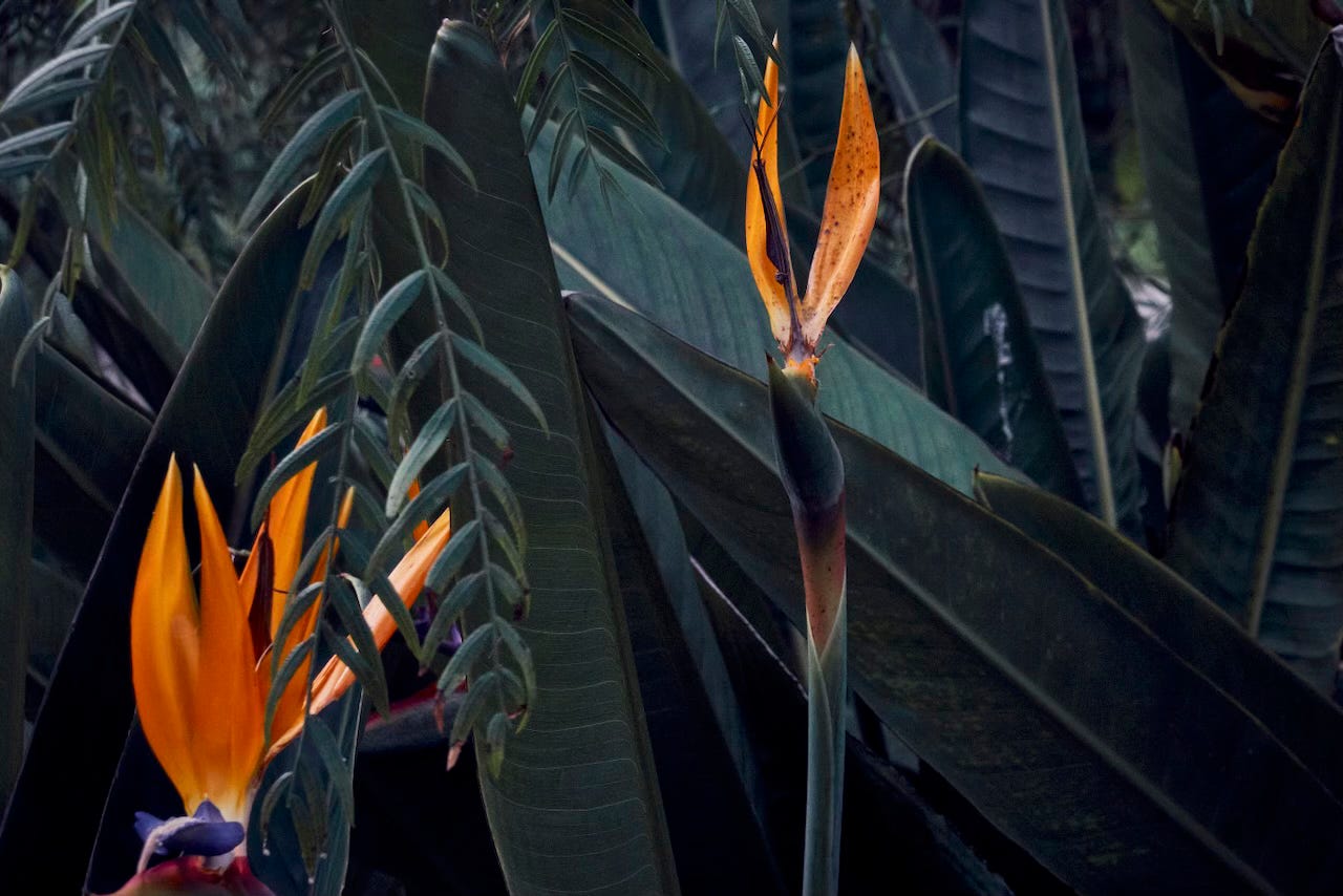 two flowers of the bird of paradise flower (strelitzia)