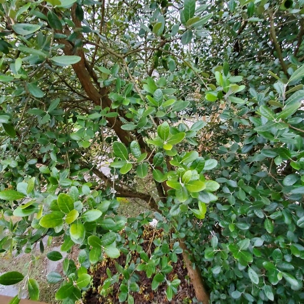 feijoa leaves