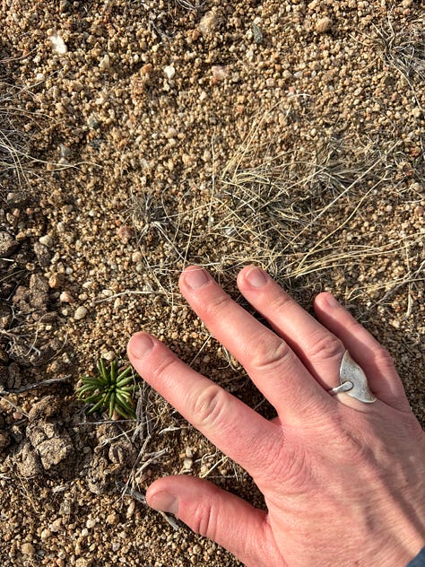 More images of the Red Desert after a spring storm.