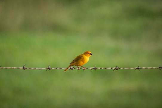 a small yellow bird sitting on a barbed wire