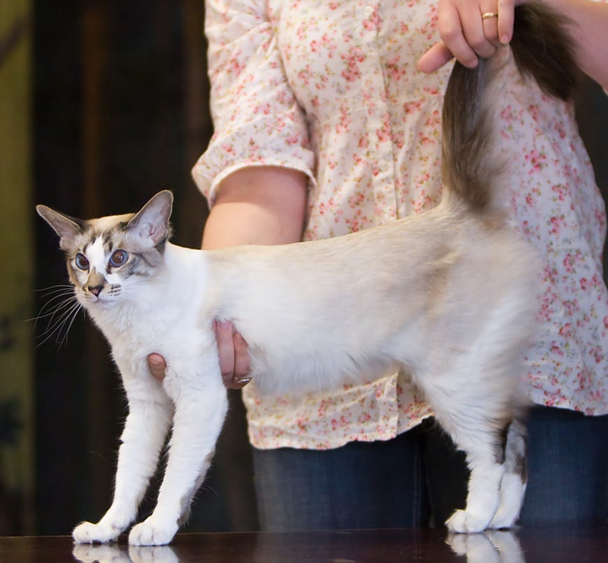 Seychellois Longhair, Nummela Cat show 2008