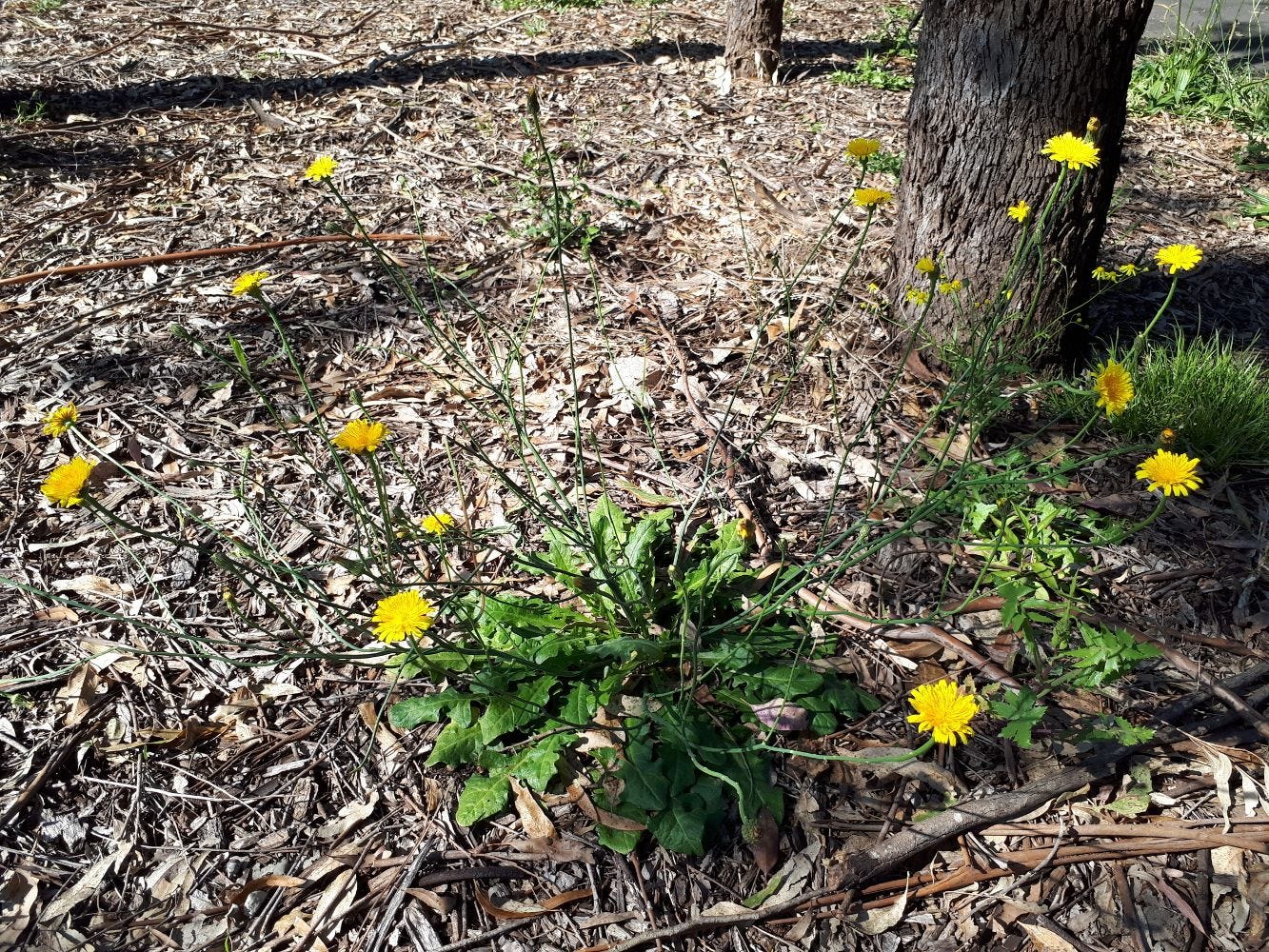 Hypochaeris radicata [Plant] sml.jpg