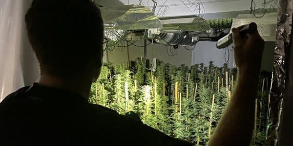 Officer shining a torch on hundreds of cannabis plants