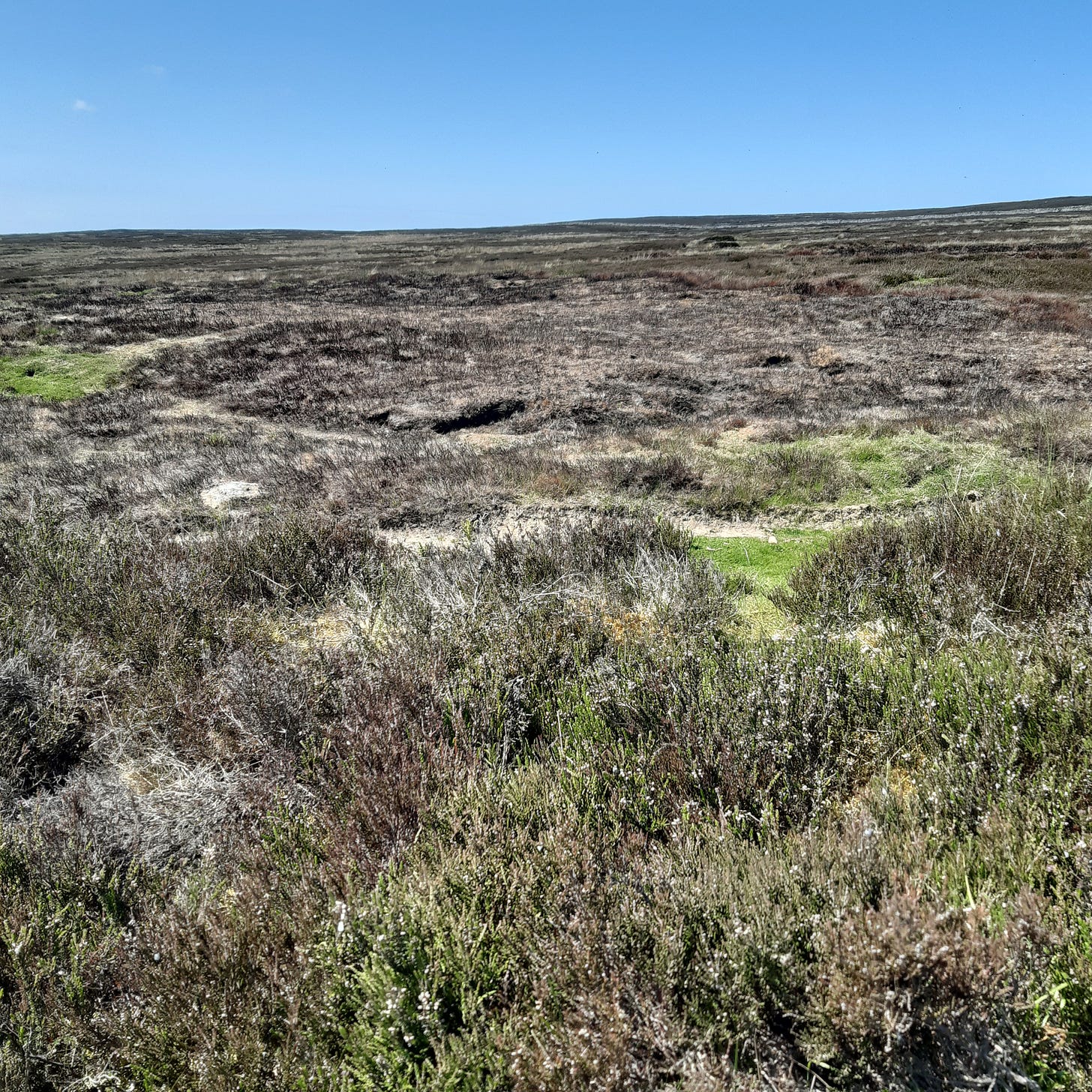 moorland