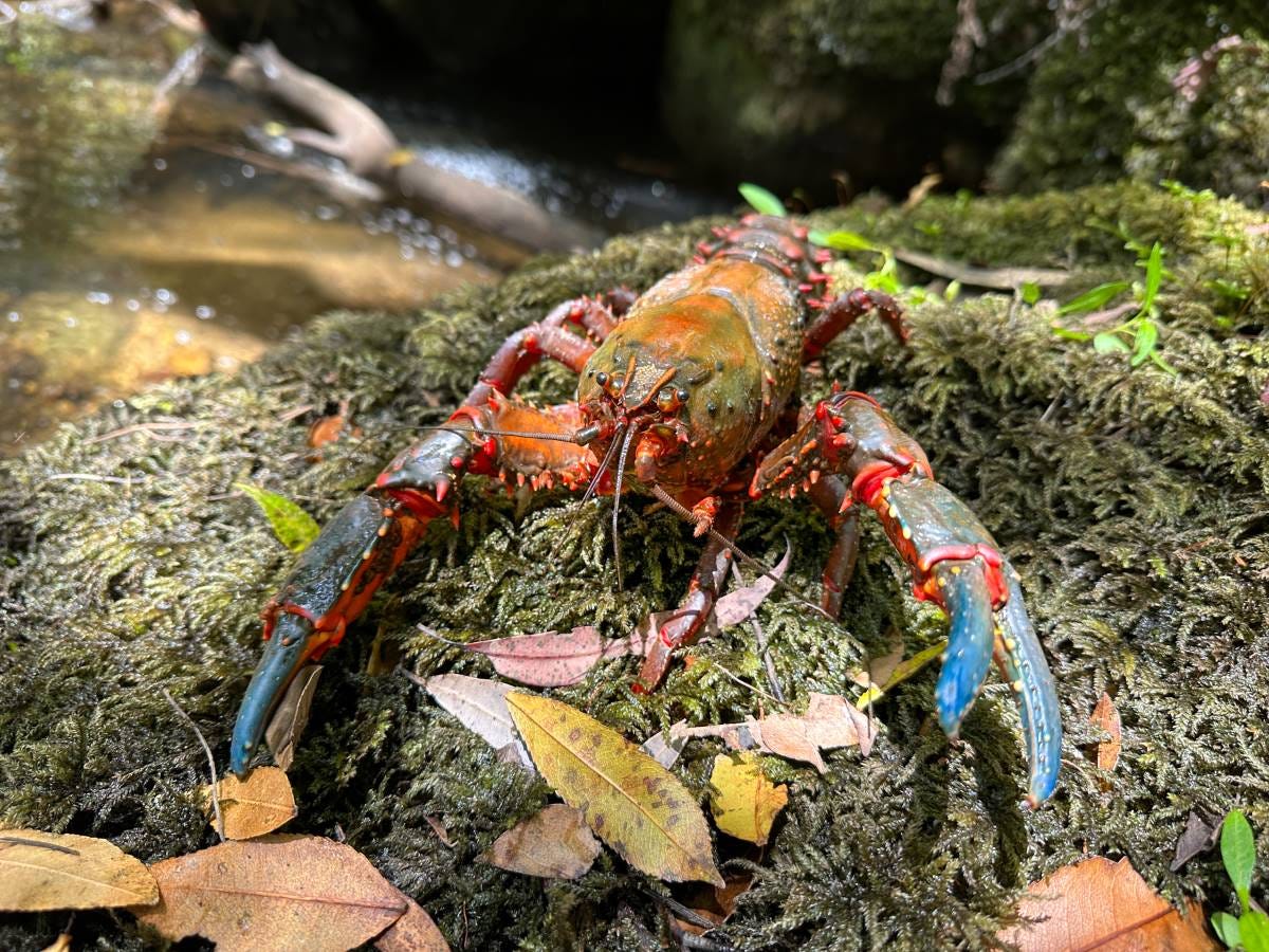 giant spiny crayfish giant spiny crayfish