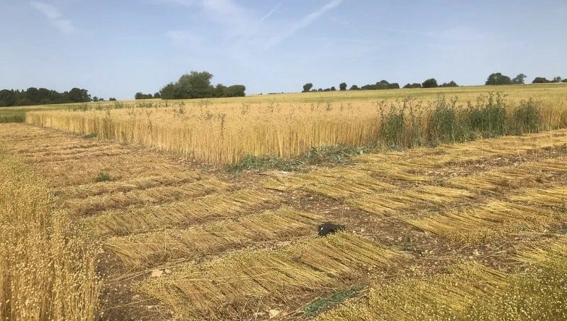 Flaxland in the Cotswolds; a partially harvested flax fibre field with pulled flax lying flat in rows in the field to dry