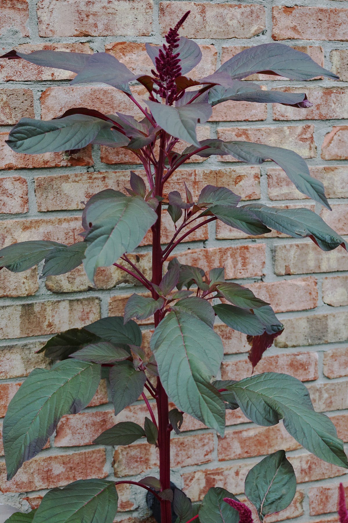 an amaranth plant an amaranth plant
