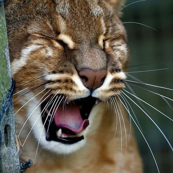 The Wildlife Journal