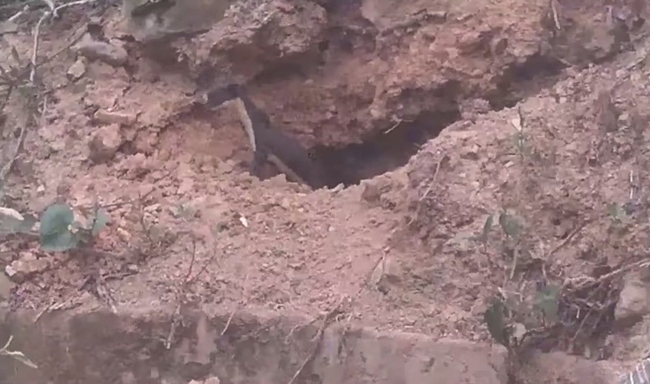 Animal ‘virtualmente mítico’ é capturado em vídeo pela primeira vez.