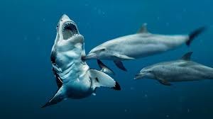 Sharks Are Afraid of Dolphins ...