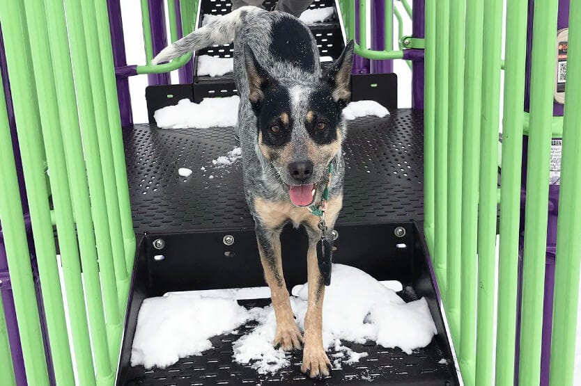 Scout the Australian cattle dog having fun on a playground in Madison, Wisconsin Scout the Australian cattle dog having fun on a playground in Madison, Wisconsin