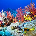 How to save the coral reefs