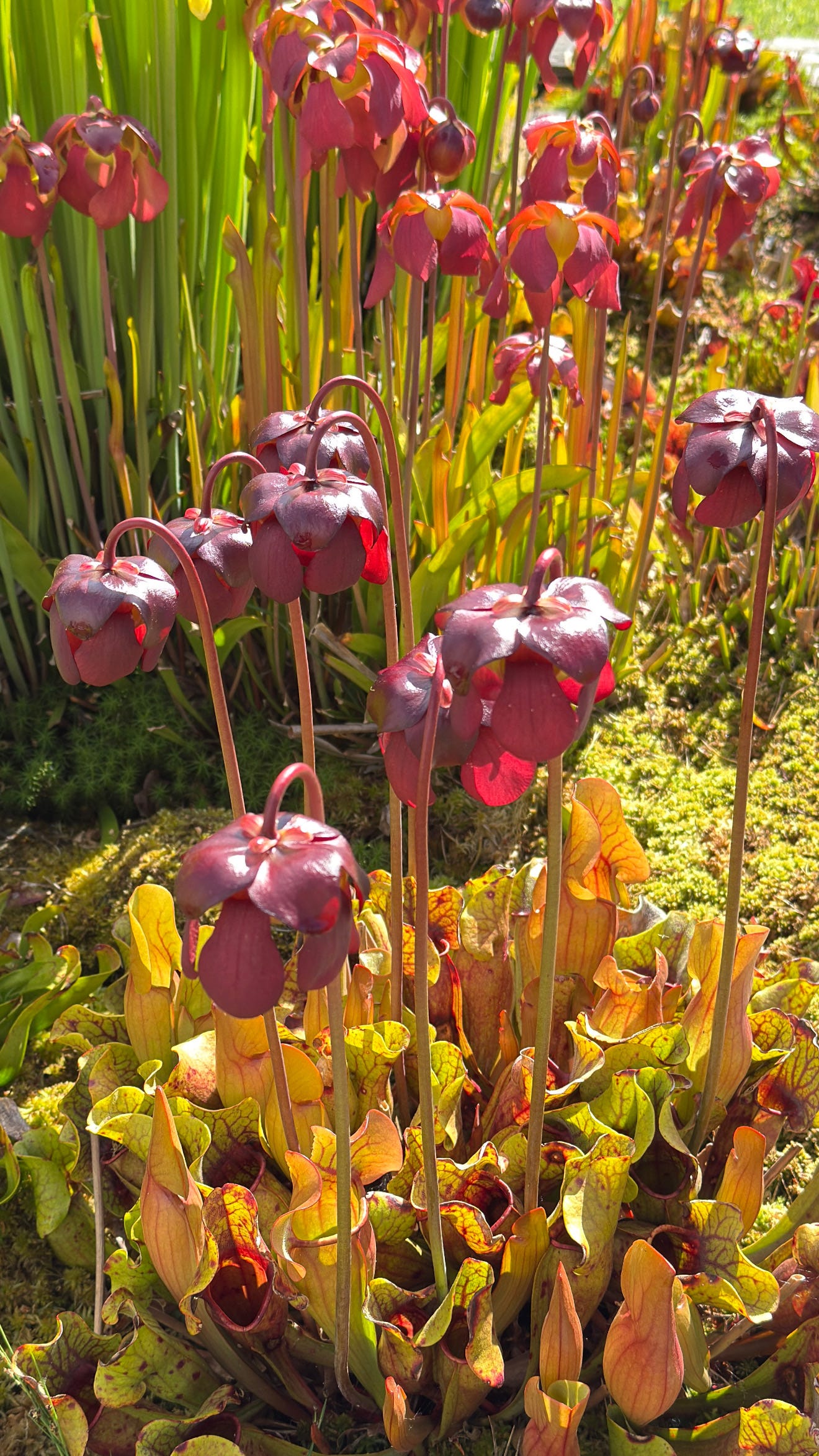5 carnivorous plants you can grow outdoors in the UK