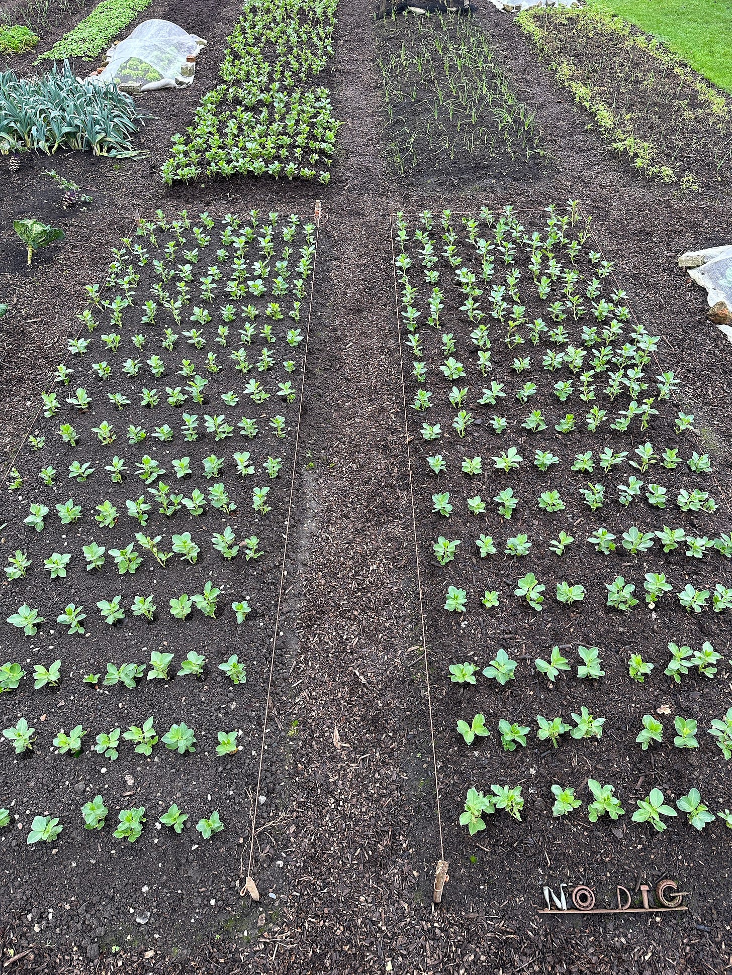 Dig bed left and no dig right, broad beans transplanted 3rd December are now four weeks old