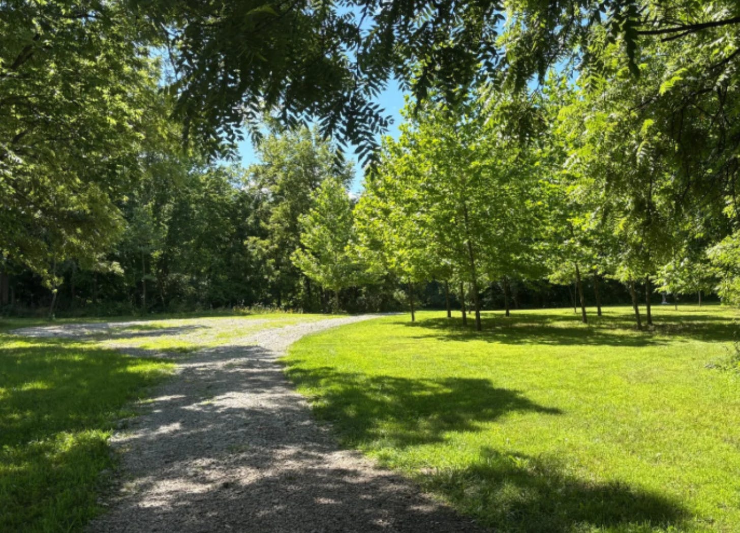 Gravel driveway curving into a grove of sycamore trees with a large private campsite beyond.