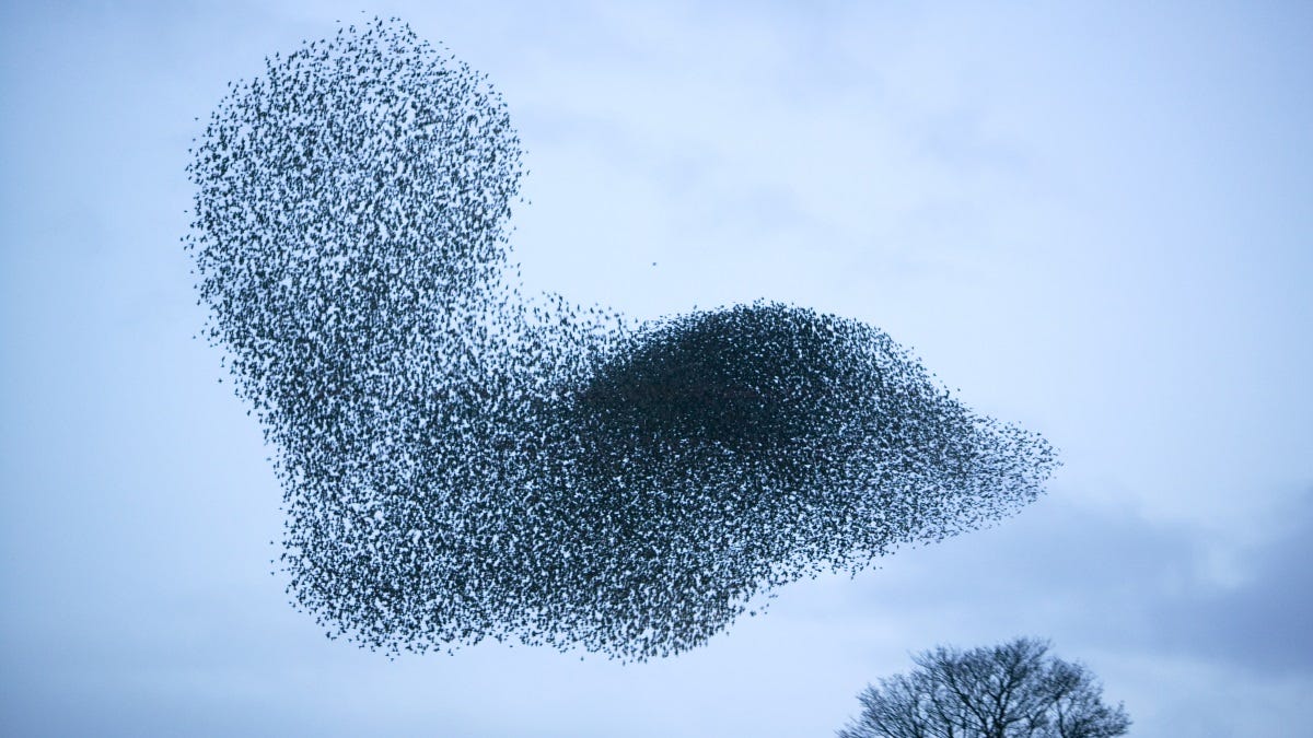 Modelling uncovers how birds flock together Modelling uncovers how birds flock together
