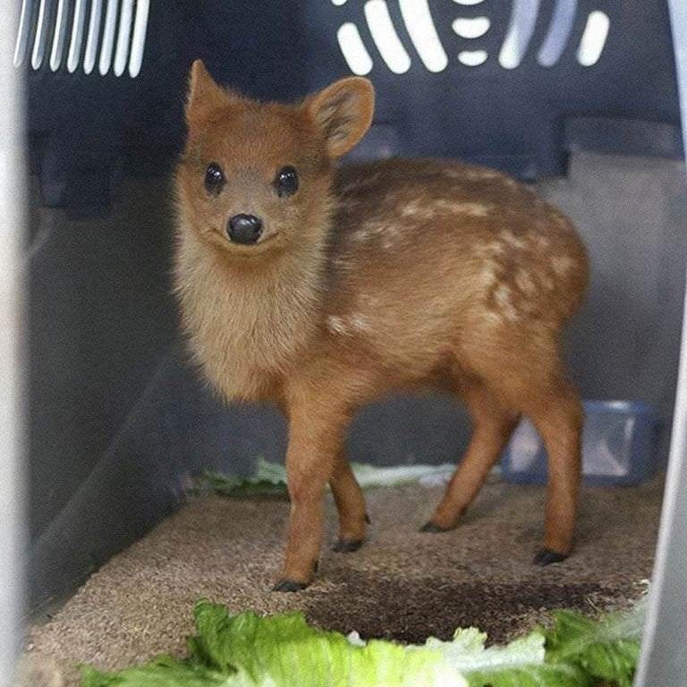 The Pudu Deer is the world's smallest deer. They live in bamboo thickets to  hide from predators. : r/Awwducational