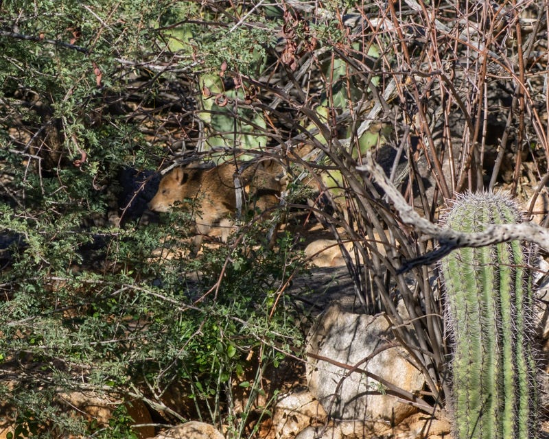 20251207-MBYJavelina-7-Edit.jpg 20251207-MBYJavelina-7-Edit.jpg