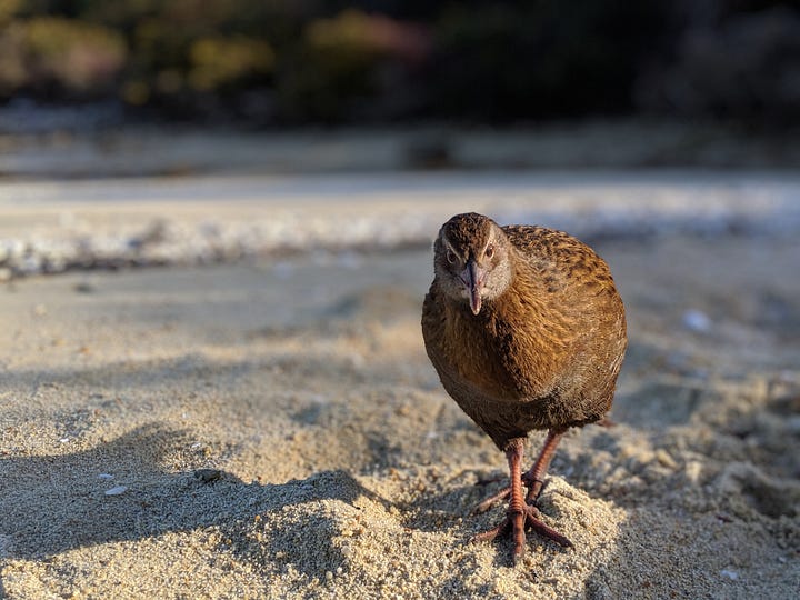 Cheeky weka / Māori hen