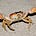 Crab Dominion's avatar