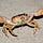 Crab’s Substack