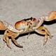 Crab’s Substack