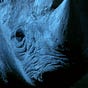 NeutRhino's avatar