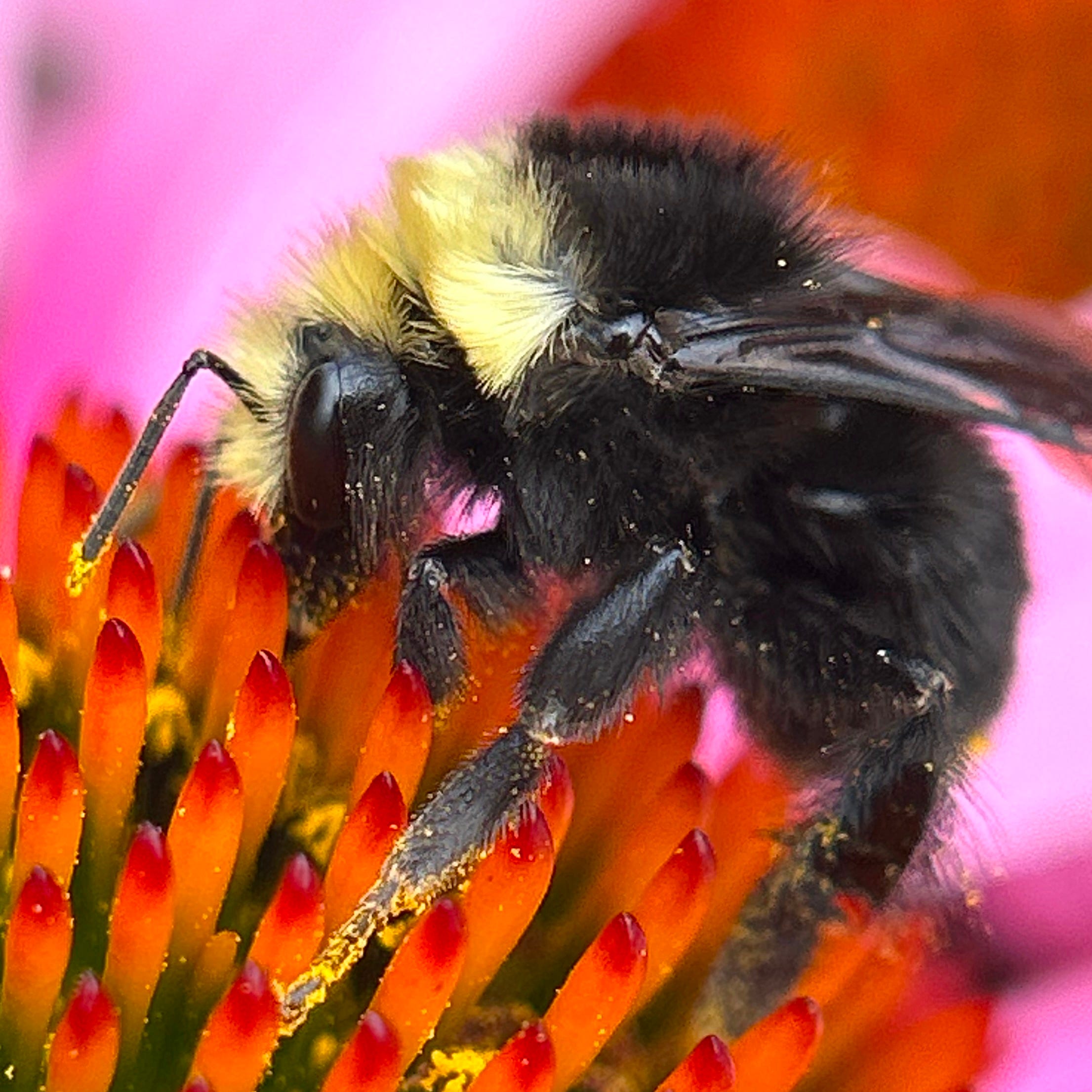 Feral Bee Garden