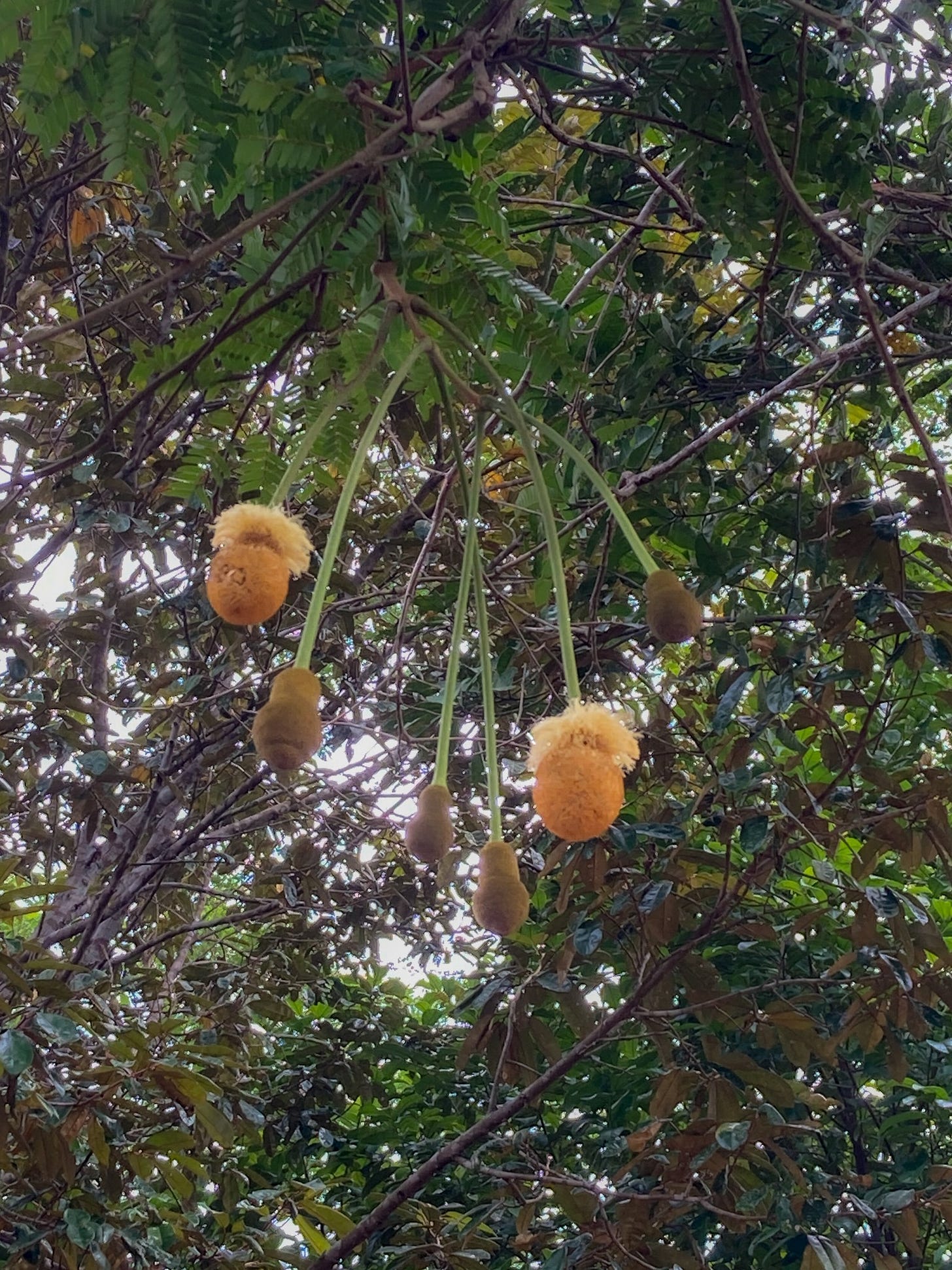 petai tree petai tree