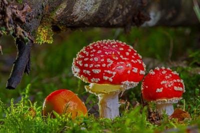 Fungi