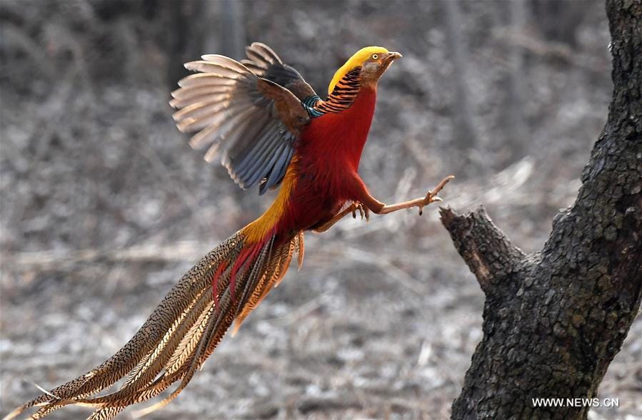 Golden pheasants sport in woods in C China's Henan - Xinhua |  English.news.cn