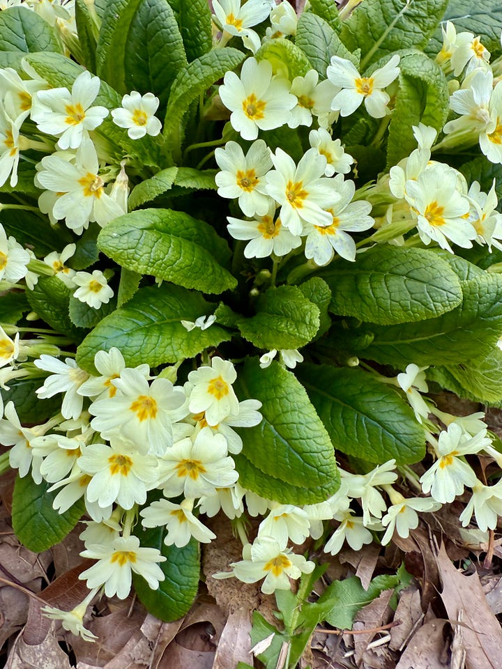 Primula at the bottom of the Birch Walk for April
