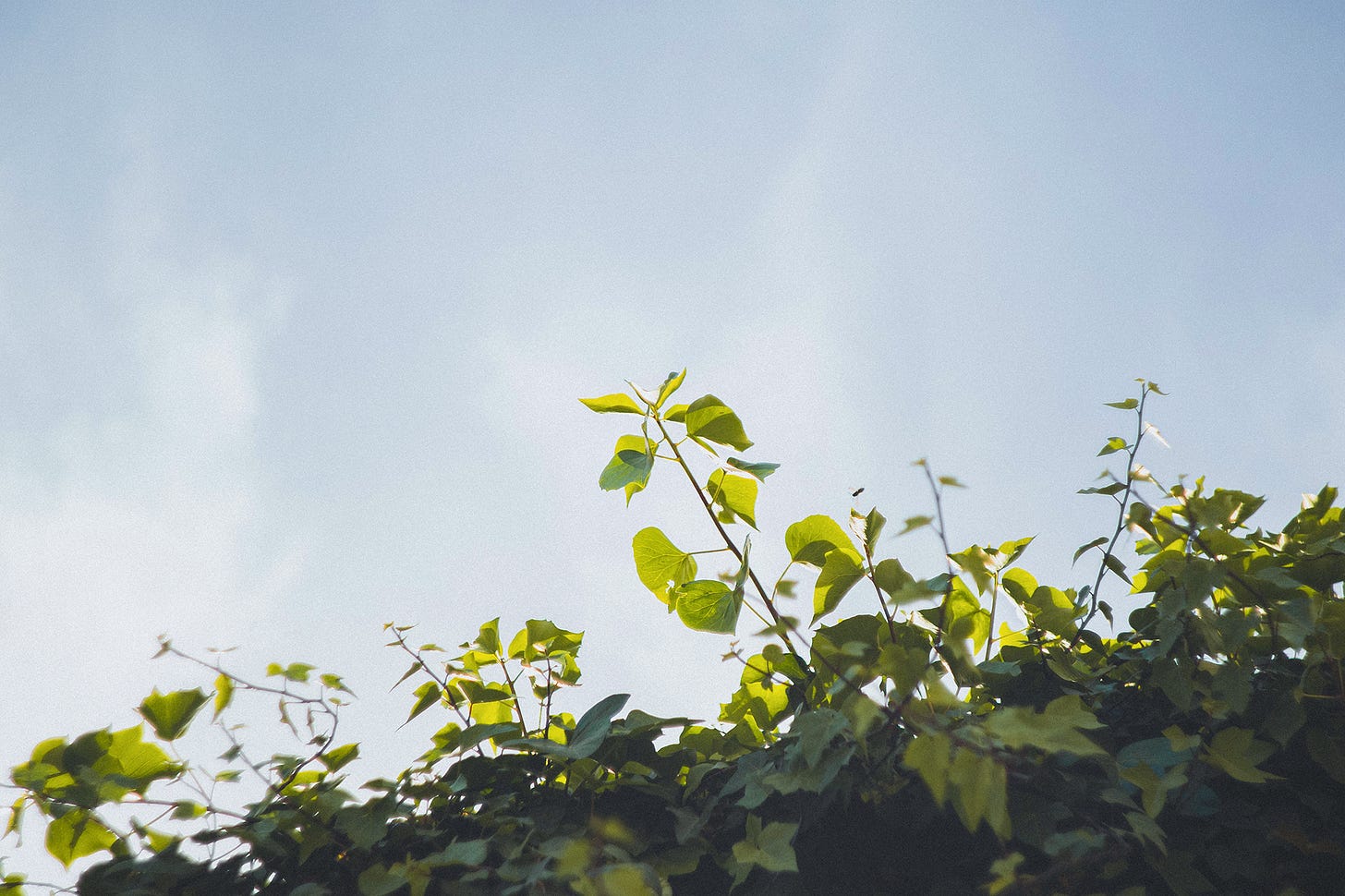 Plant growing with sky in the background
