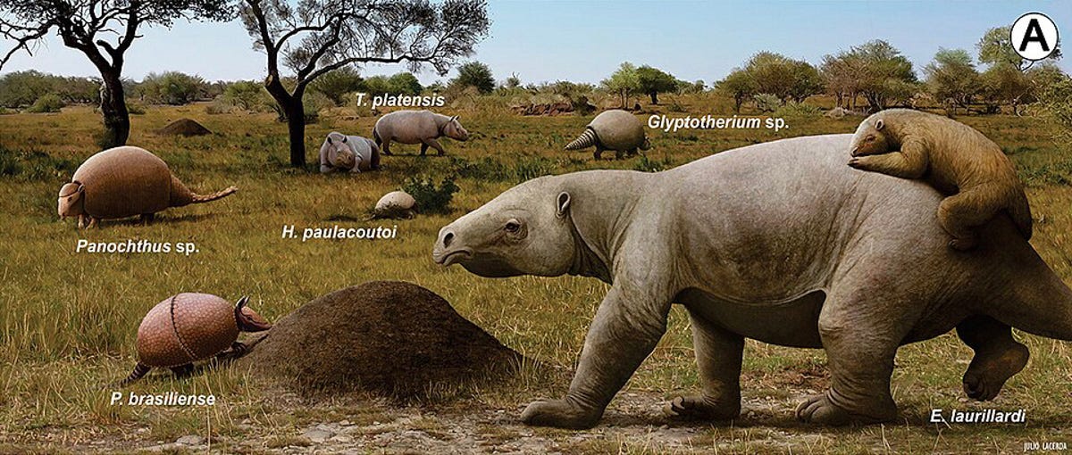 Ilustração da negafauna pleistocênica no Brasil, incluindo espécies como: Glyptotherium, Toxodon, Panochthus, Eremotherium, Holmesina e Pachyarmatherium. Ilustração da negafauna pleistocênica no Brasil, incluindo espécies como: Glyptotherium, Toxodon, Panochthus, Eremotherium, Holmesina e Pachyarmatherium.