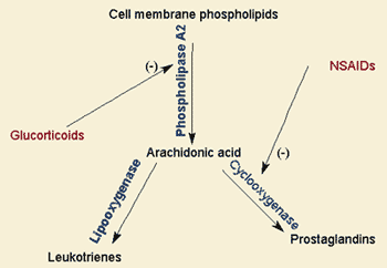 Phospholipases, PUFA, and Inflammation – Functional Performance Systems  (FPS)