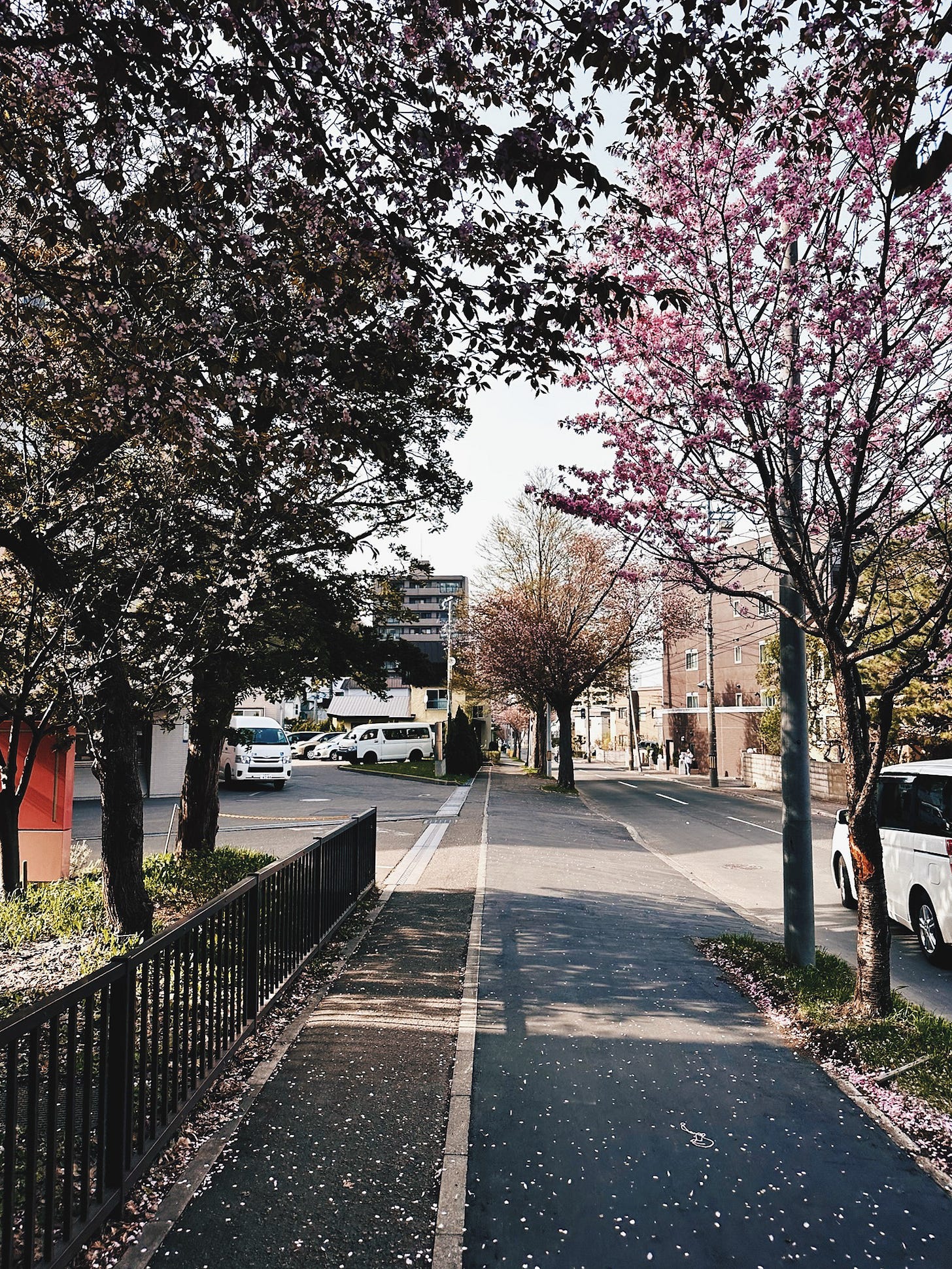 Cherry blossom trees lining a quiet residential street in Sapporo, Japan, petals fallen on the pavement in spring. Cherry blossom trees lining a quiet residential street in Sapporo, Japan, petals fallen on the pavement in spring.