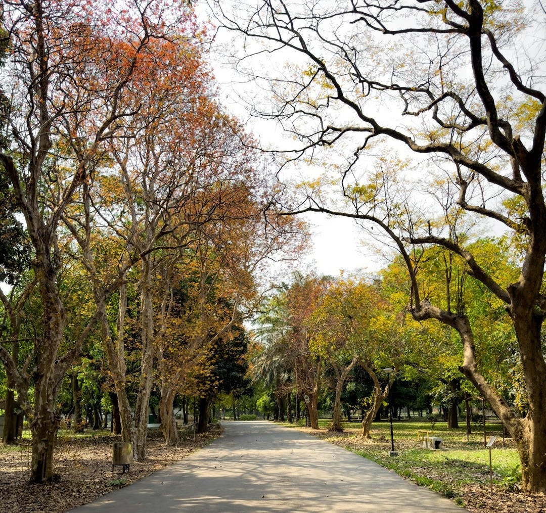 a park with trees and a paved path