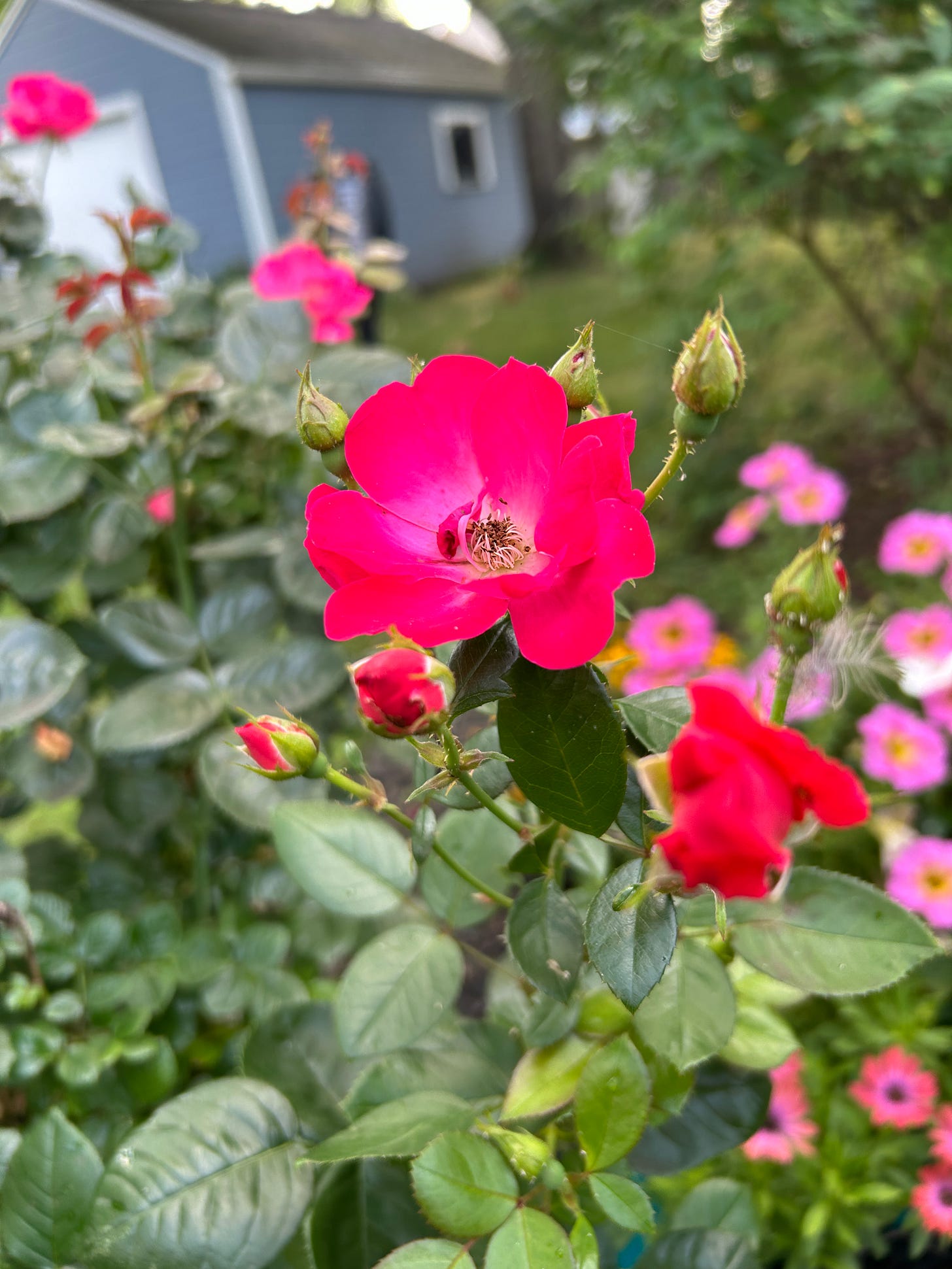 Beautiful happy thriving vibrant pink rose bush.