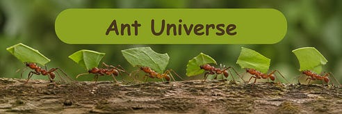 Ant Universe