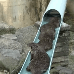 otter GIF otter GIF