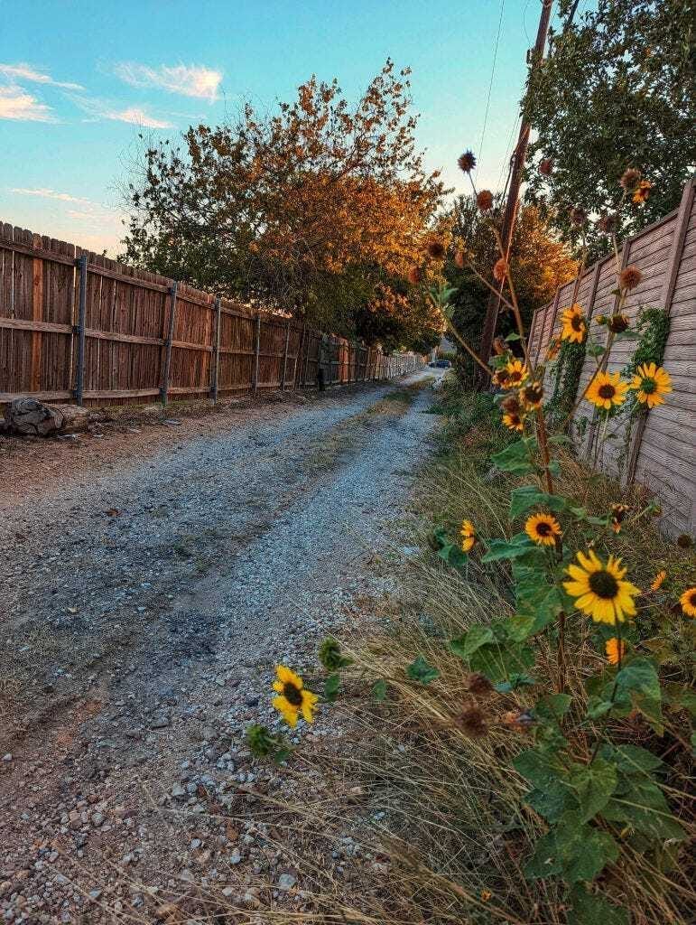 Sunflowers at sunset