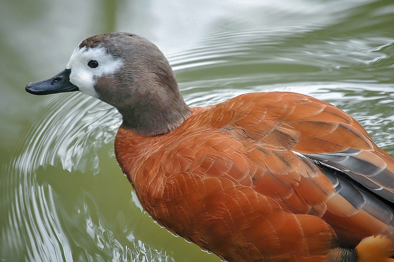 female south african shelduck