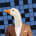 Eden's avatar