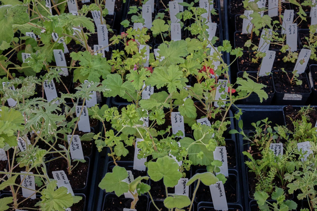 scented geranium plants in starter pots in nursery flats