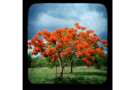 brad---flame-trees leo