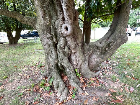 Bringing together multiple DC trees for horizontal composition.