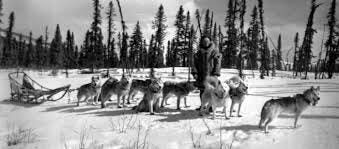 Dog sled team on the Iditarod Trail in 1925.