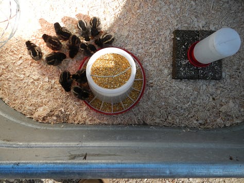 Chicks progress picture